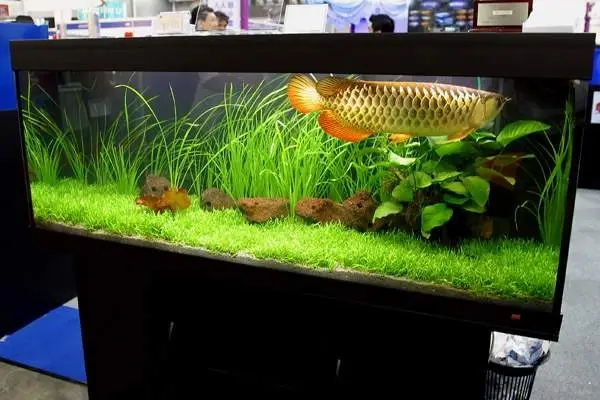 cá rồng tiếng anh là gì cá rồng tiếng anh là gì