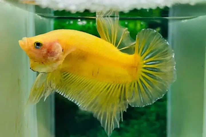 cá rồng vàng giá bao nhiêu cá rồng vàng giá bao nhiêu