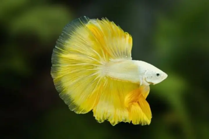 cá rồng vàng giá bao nhiêu cá rồng vàng giá bao nhiêu