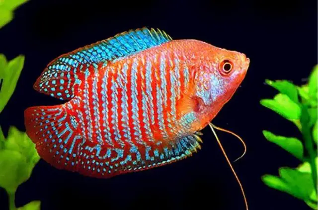 cá sặc gấm cắn nhau cá sặc gấm cắn nhau