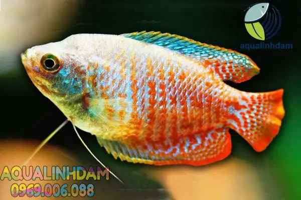 cá sặc gấm nuôi chung với cá nào cá sặc gấm nuôi chung với cá nào