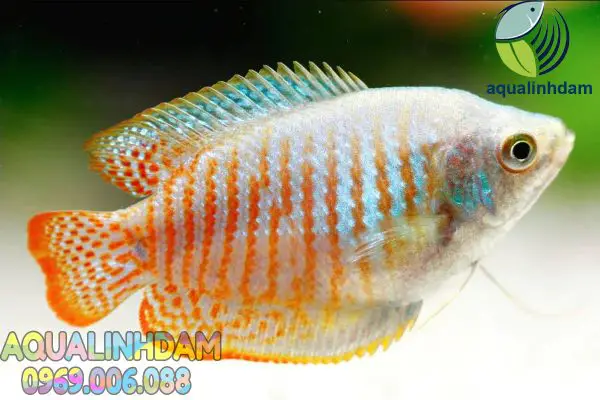 cá sặc gấm nuôi chung với cá nào cá sặc gấm nuôi chung với cá nào