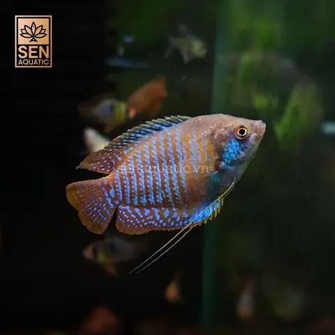 cá sặc gấm xanh cá sặc gấm xanh