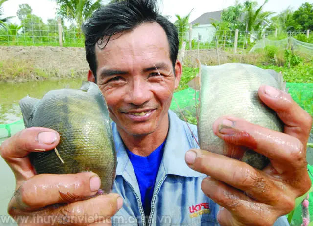 cá sặc rằn nuôi bao lâu cá sặc rằn nuôi bao lâu