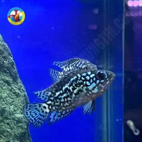 cá săn mồi dễ nuôi cá săn mồi dễ nuôi