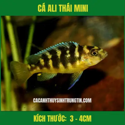 cá săn mồi dễ nuôi cá săn mồi dễ nuôi