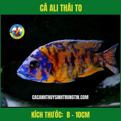 cá săn mồi dễ nuôi cá săn mồi dễ nuôi