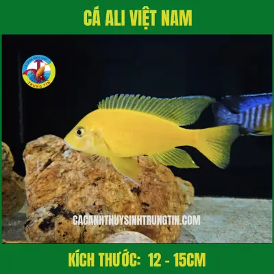 cá săn mồi dễ nuôi cá săn mồi dễ nuôi