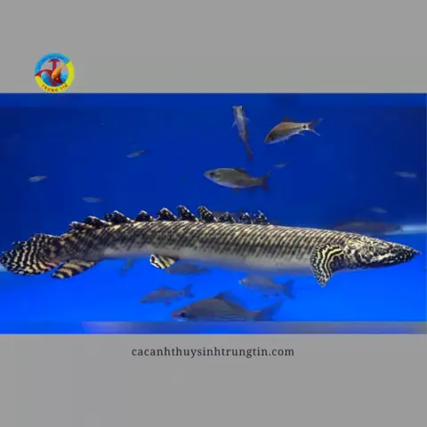 cá săn mồi dễ nuôi cá săn mồi dễ nuôi