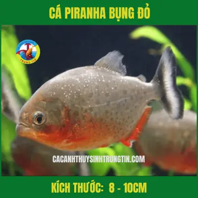 cá săn mồi dễ nuôi cá săn mồi dễ nuôi