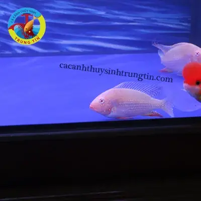 cá săn mồi dễ nuôi cá săn mồi dễ nuôi