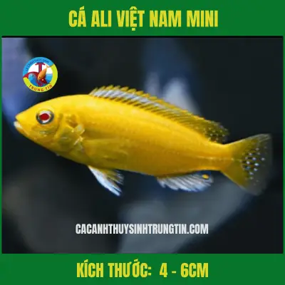 cá săn mồi dễ nuôi cá săn mồi dễ nuôi