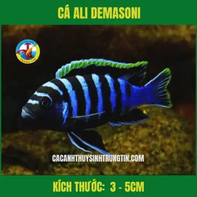 cá săn mồi dễ nuôi cá săn mồi dễ nuôi