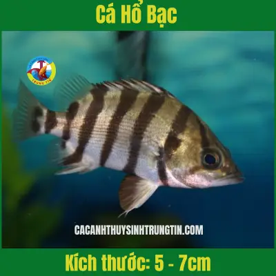 cá săn mồi dễ nuôi cá săn mồi dễ nuôi