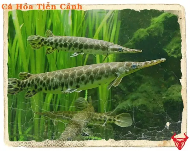 cá sấu hỏa tiễn cảnh cá sấu hỏa tiễn cảnh