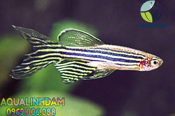 cá sọc ngựa xanh cá sọc ngựa xanh