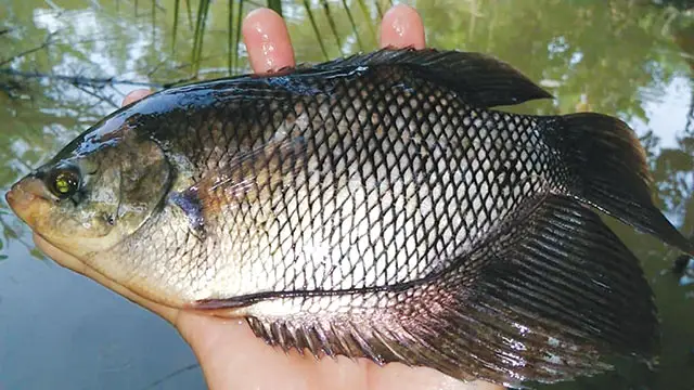 cá tai tượng bị bệnh cá tai tượng bị bệnh