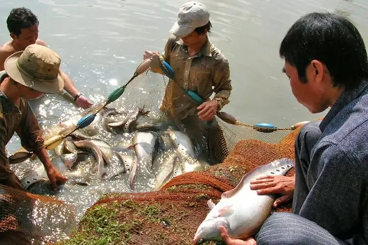 cá thác lác cảnh ăn gì cá thác lác cảnh ăn gì