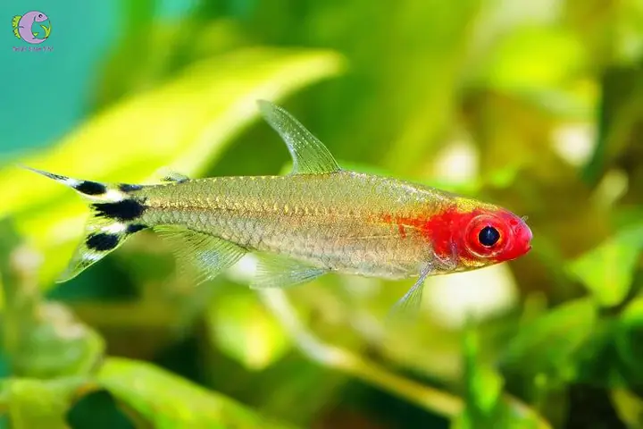 cá thủy sinh bơi theo đàn cá thủy sinh bơi theo đàn