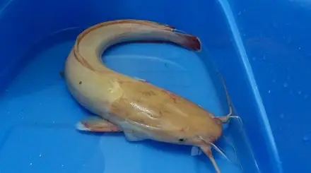 cá trê bạch tạng hồng cá trê bạch tạng hồng