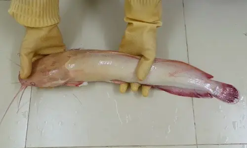 cá trê bạch tạng hồng cá trê bạch tạng hồng