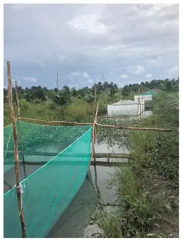 cá trê bị lở loét cá trê bị lở loét