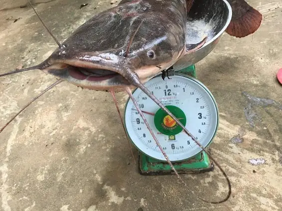 cá trê có mấy râu cá trê có mấy râu