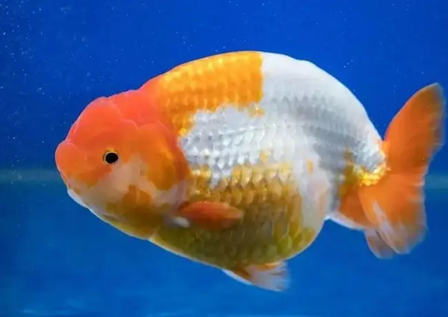 cá vàng ranchu ăn gì cá vàng ranchu ăn gì