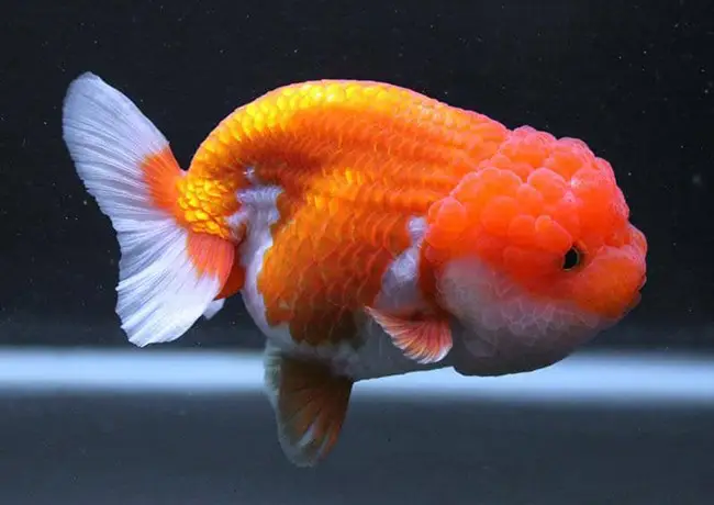 cá vàng ranchu ăn gì cá vàng ranchu ăn gì