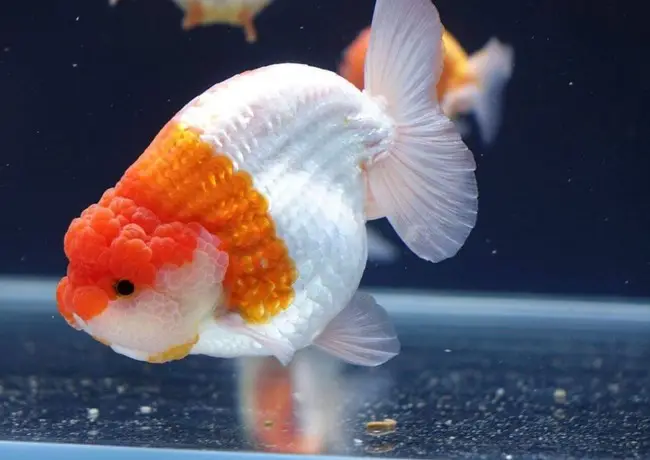 cá vàng ranchu ăn gì cá vàng ranchu ăn gì