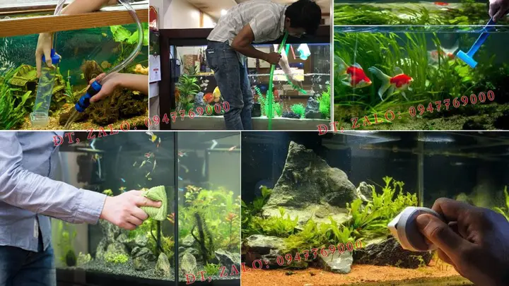 cá vệ sinh hồ thủy sinh cá vệ sinh hồ thủy sinh