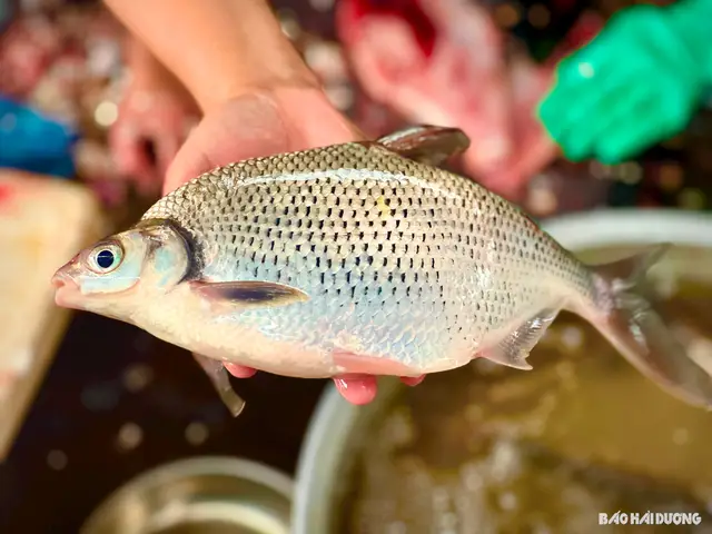 cá vền sông đà cá vền sông đà