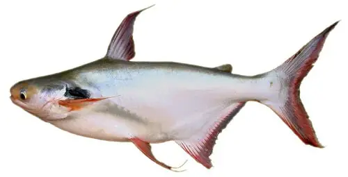cá vồ ăn gì cá vồ ăn gì