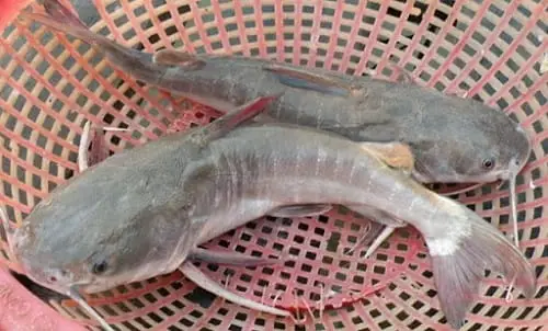 cá vồ ăn gì cá vồ ăn gì