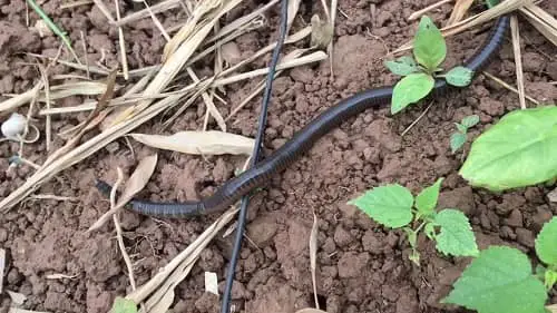 cá vồ ăn gì cá vồ ăn gì