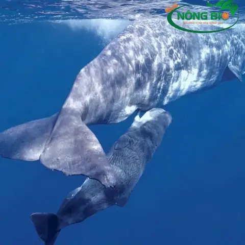 cá voi sinh sản như thế nào cá voi sinh sản như thế nào