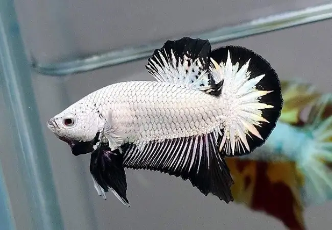 cá xiêm rồng đen cá xiêm rồng đen