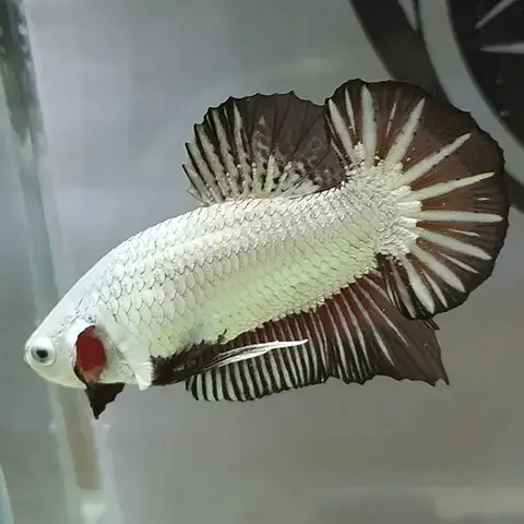 cá xiêm rồng đen cá xiêm rồng đen