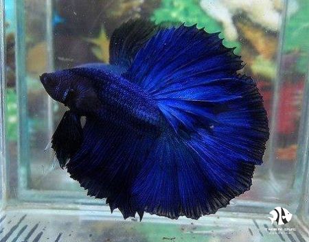 Cá Betta Super Blue: Đặc Điểm, Cách Chăm Sóc Và Những Điều Cần Biết Cá Betta Super Blue: Đặc Điểm, Cách Chăm Sóc Và Những Điều Cần Biết