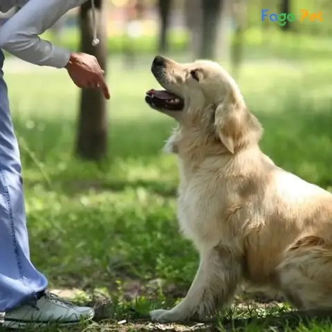 7 Bài Huấn Luyện Chó Cơ Bản: Bí Quyết Nuôi Dạy Cún Ngoan các bài huấn luyện chó cơ bản