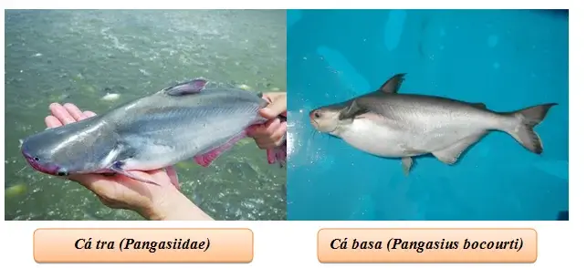 các bệnh thường gặp trên cá tra giống các bệnh thường gặp trên cá tra giống