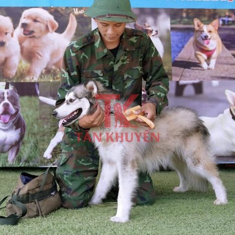Hướng Dẫn Chi Tiết: Cách Huấn Luyện Chó Husky Con Thành Thạo Hướng Dẫn Chi Tiết: Cách Huấn Luyện Chó Husky Con Thành Thạo