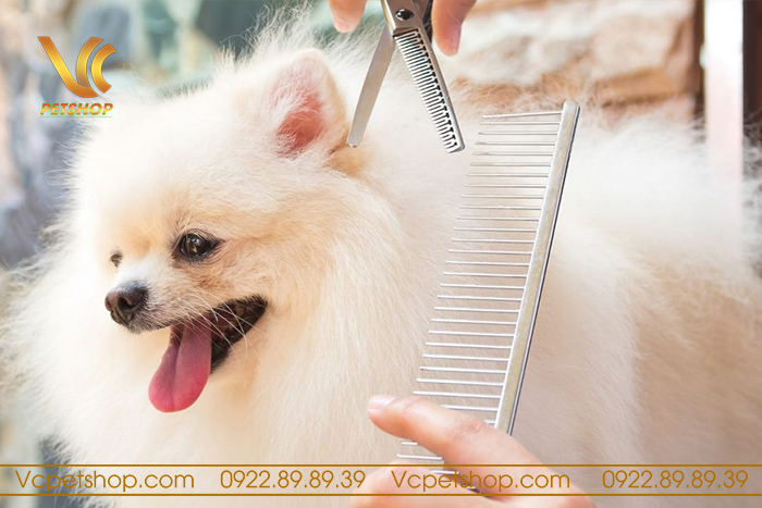 Lợi ích của việc cắt lông cho chó phốc sóc