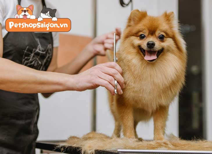 Hướng dẫn cắt lông chó phốc sóc tại nhà