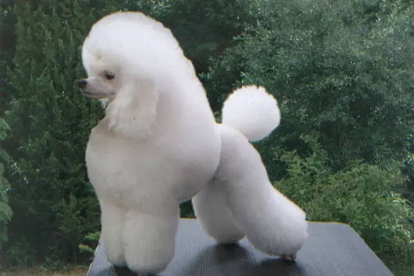 Các Kiểu Lông Chó Poodle Đẹp Nhất Và Cách Chăm Sóc Đúng Cách Các kiểu lông chó Poodle đẹp và đặc trưng