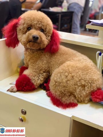Các Kiểu Lông Chó Poodle Đẹp Nhất Và Cách Chăm Sóc Đúng Cách Cách chăm sóc lông chó Poodle đúng cách