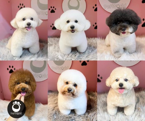 Các Kiểu Lông Chó Poodle Đẹp Nhất Và Cách Chăm Sóc Đúng Cách Những mẫu cắt lông Poodle phổ biến hiện nay