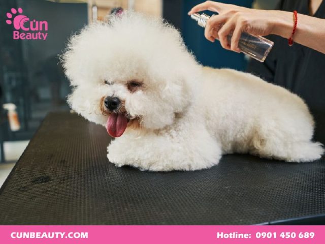 Các Kiểu Lông Chó Poodle Đẹp Nhất Và Cách Chăm Sóc Đúng Cách Các sản phẩm hỗ trợ chăm sóc lông chó Poodle