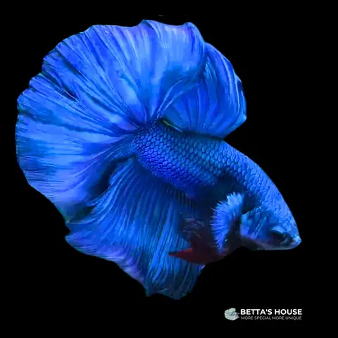 Tổng Hợp Các Loại Cá Betta Fancy Phổ Biến Nhất Hiện Nay các loại cá betta fancy
