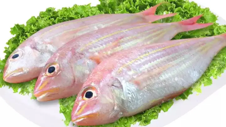 các loại cá biển các loại cá biển